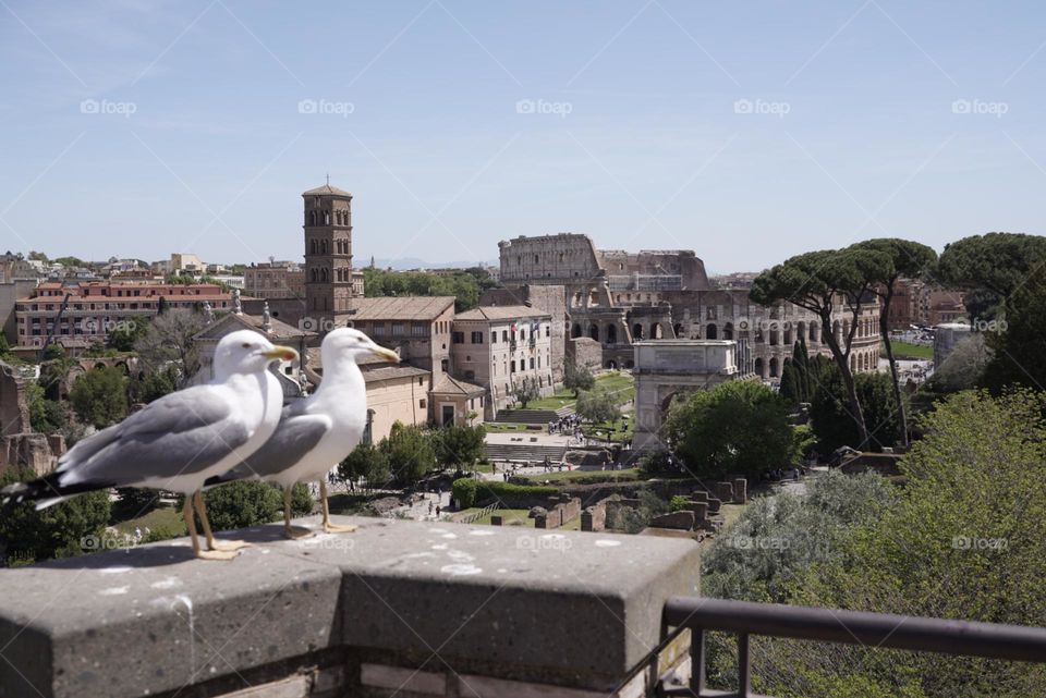 gaviotas vista Coliseo y Foro de Roma