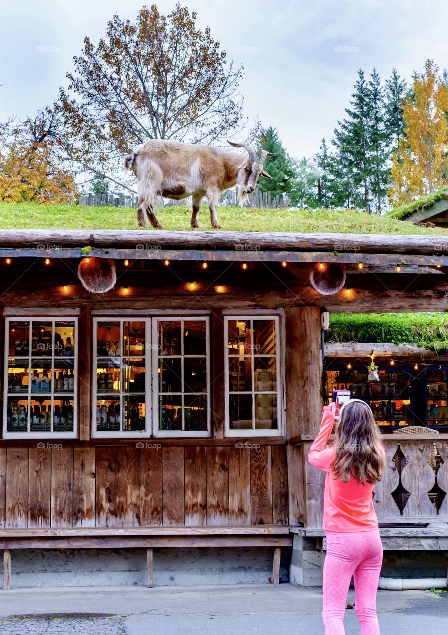 Goat standing on a rooftop gazes down at us as we take pictures 