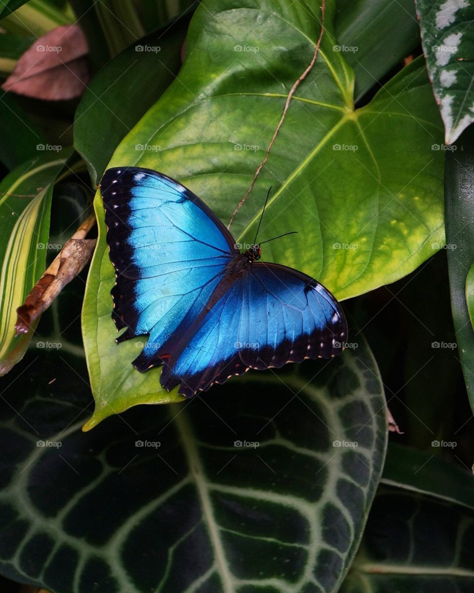 Blue Morpho Butterfly taken at the Florida Museum of Natural History.