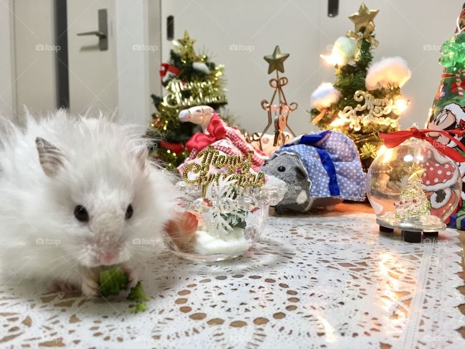 Xmas hamster