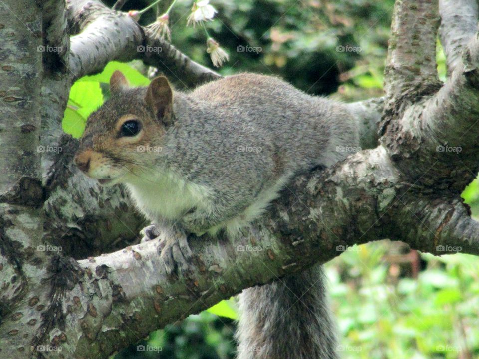 Inquisitive looking squirrel in our garden