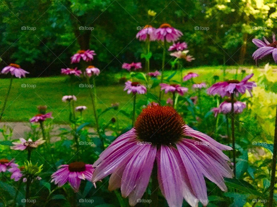 Coneflower garden