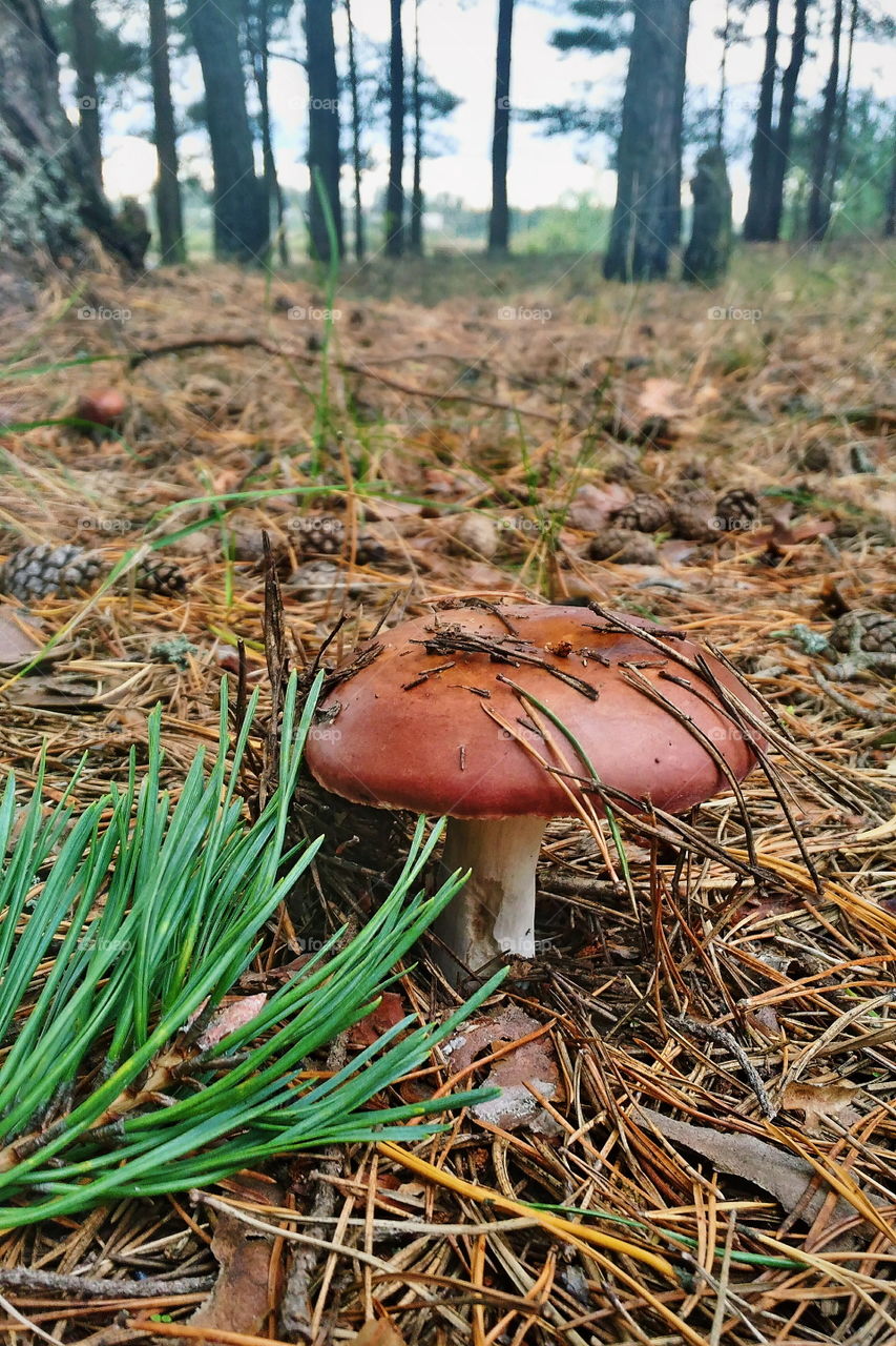 mushroom