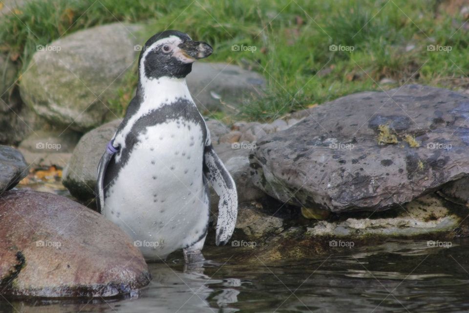 Close-up of magellan penguin