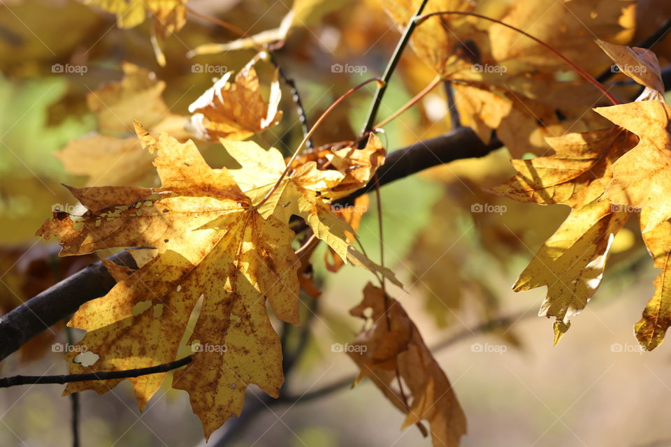 Yellow leaves on a branch in autumn 