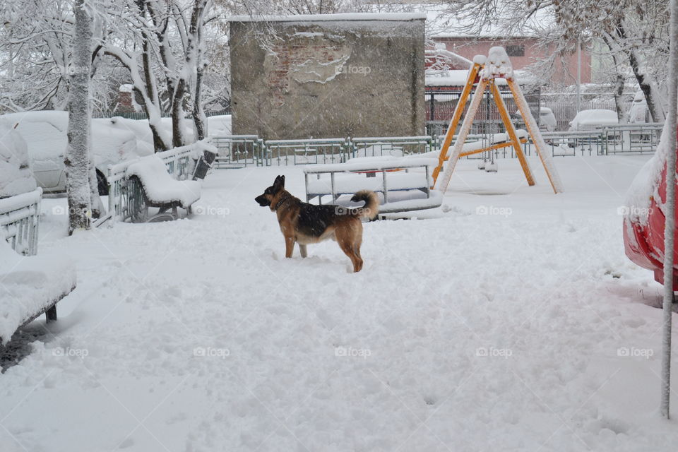 German Shepherd in Winter Wonderland