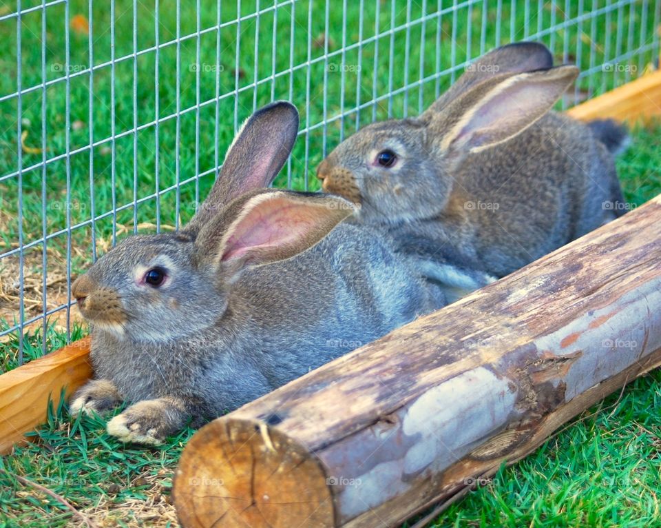 3 months old rabbits in Thailand