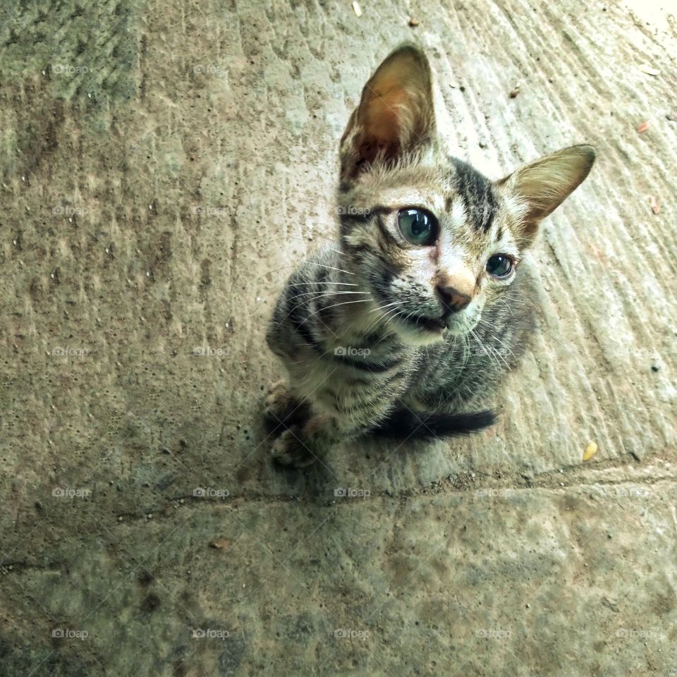 The reaction of the kitten when called by its master