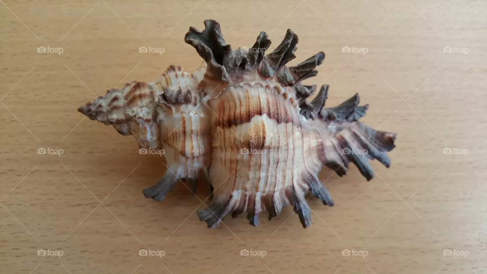 Shell
