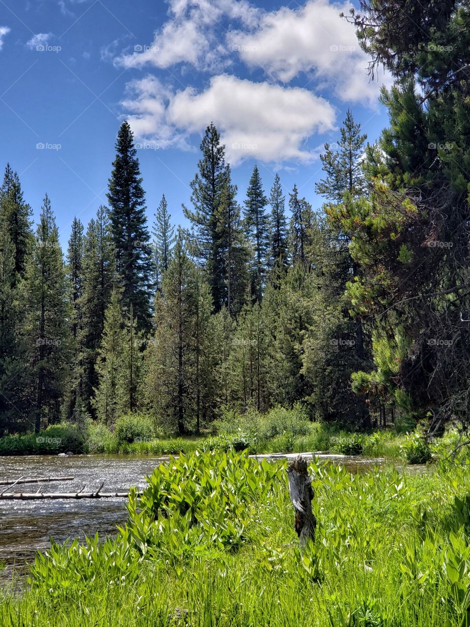 An old log sticks out of the ground in the marshy riverbanks of the Deschutes River in Central Oregon on a sunny summer day.