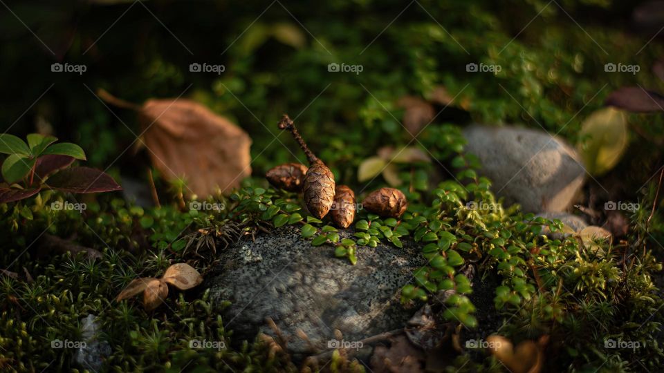 Tree cones on a stone illuminated by a sunshine ray, horizontal