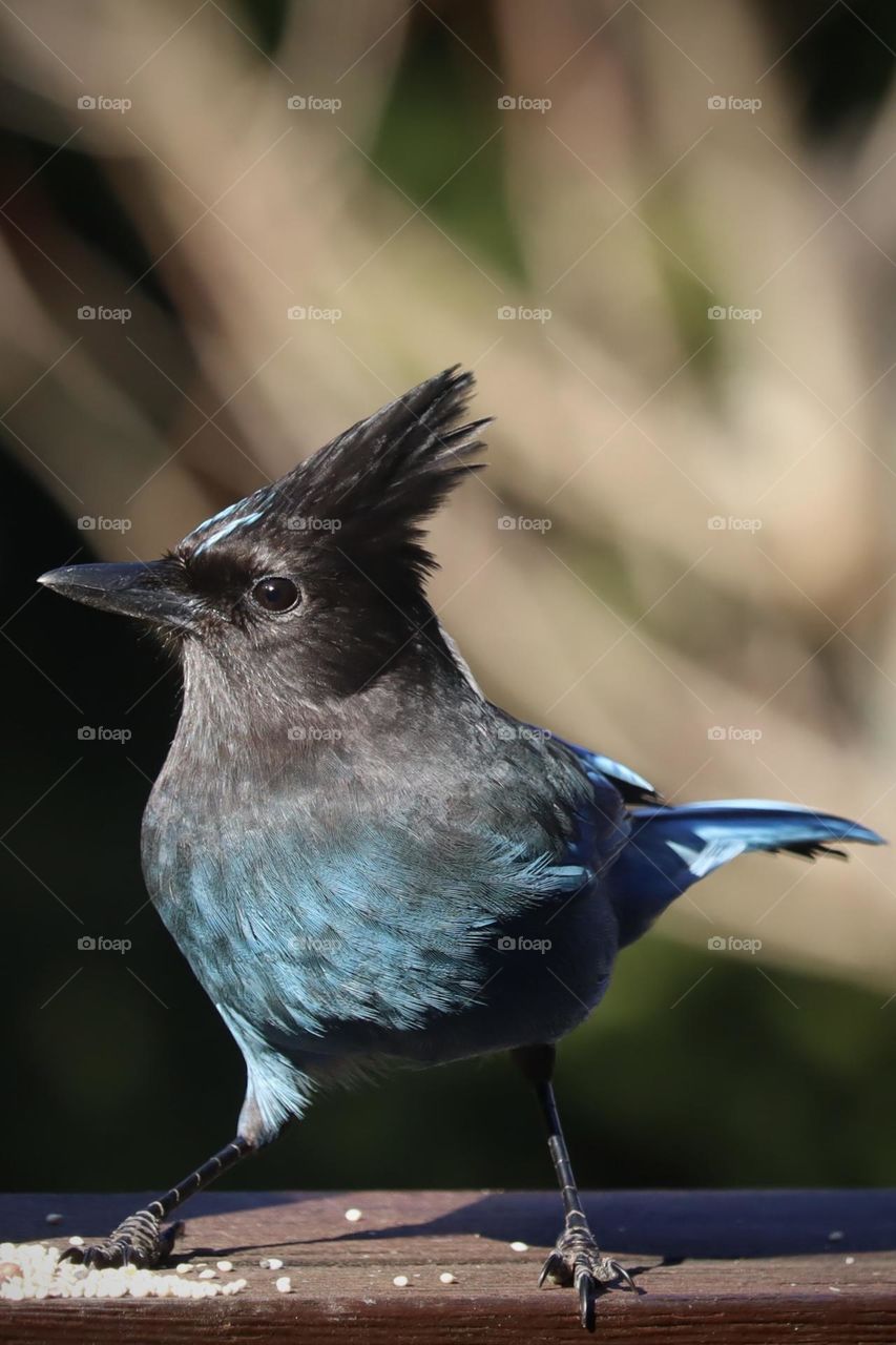 A beautiful blue and black Stellars Jay enjoys the sun on an early Washington morning 