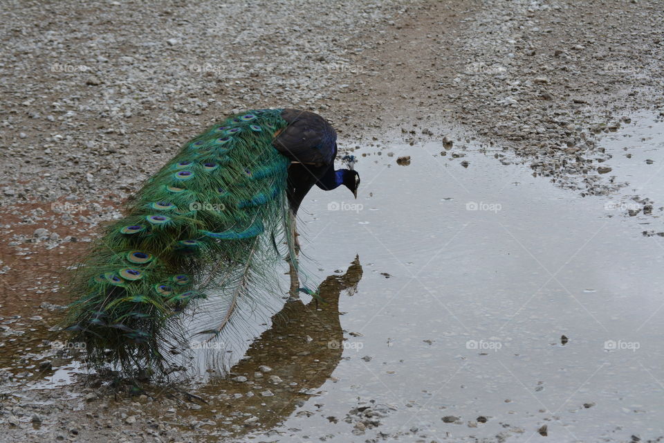 Peacock