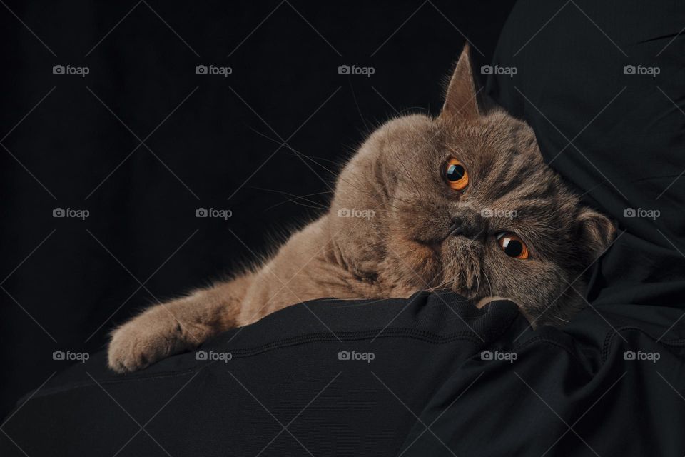 Small kitten into the hands of the new owner . Black background . shelter concept.