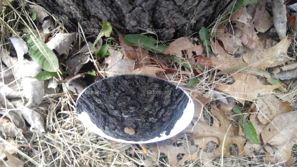 Late Winter Tree Stump