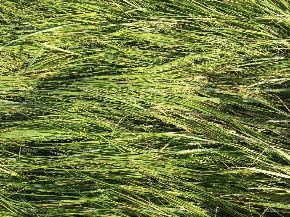 Wind blown bed of grass