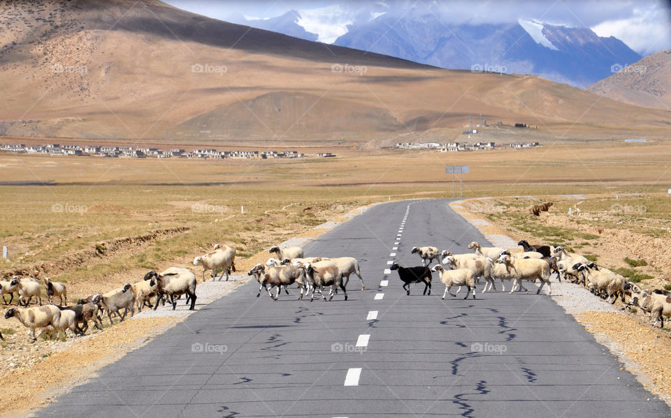 Road in Tibet . Road in Tibet 