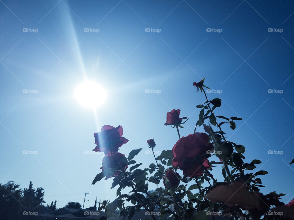 Red roses in sunlight with bird