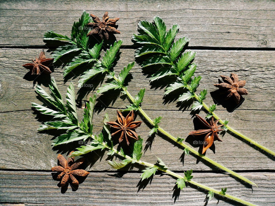 green branch on a wooden base