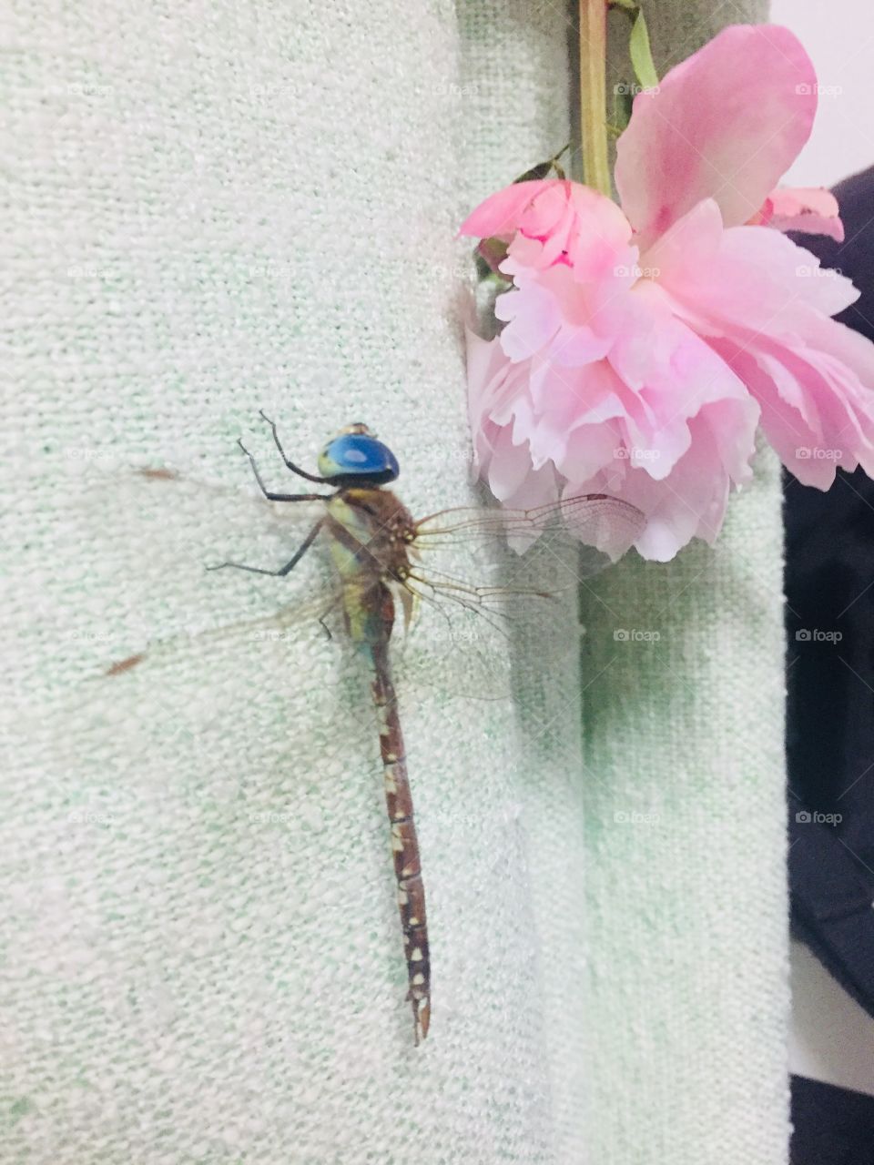 Dragonfly with flower 