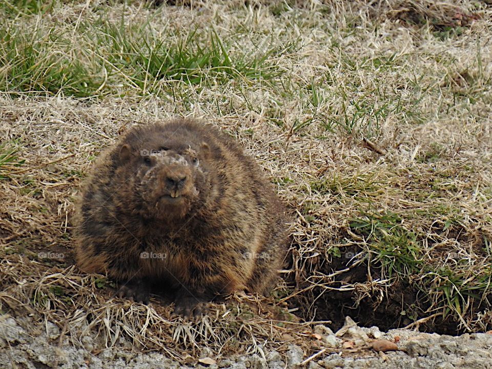 Groundhog Near Home 