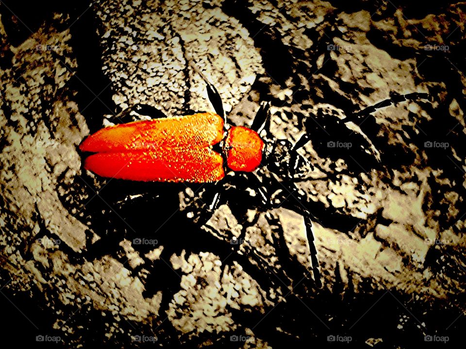 red bug