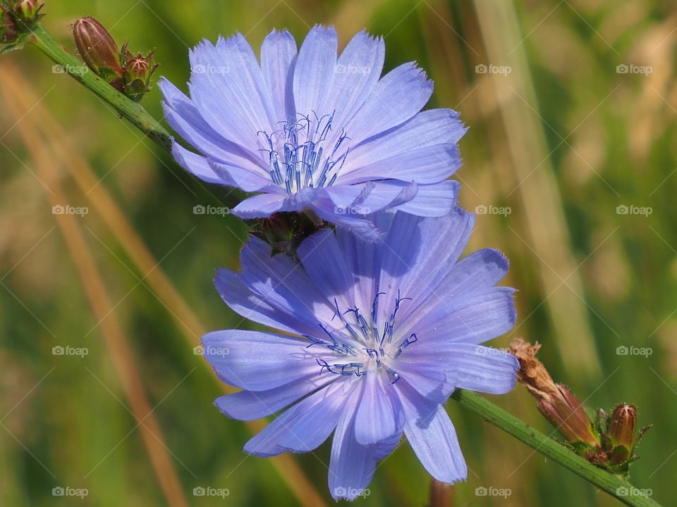 Chicory