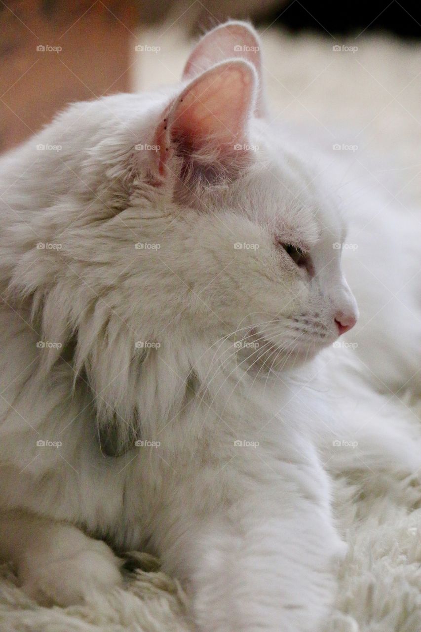 Cute, Animal, Mammal, Cat, Portrait