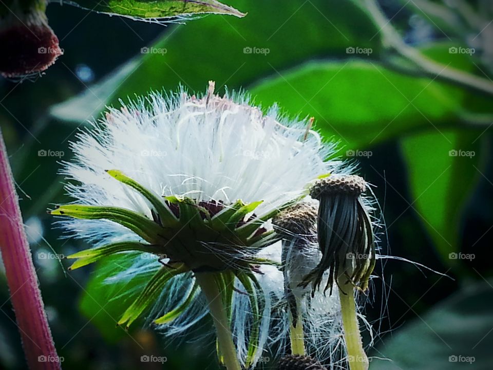silky flower. flower of silk