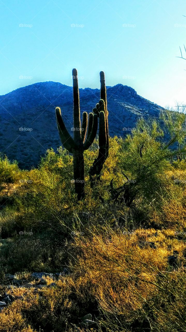 cactus and mountain