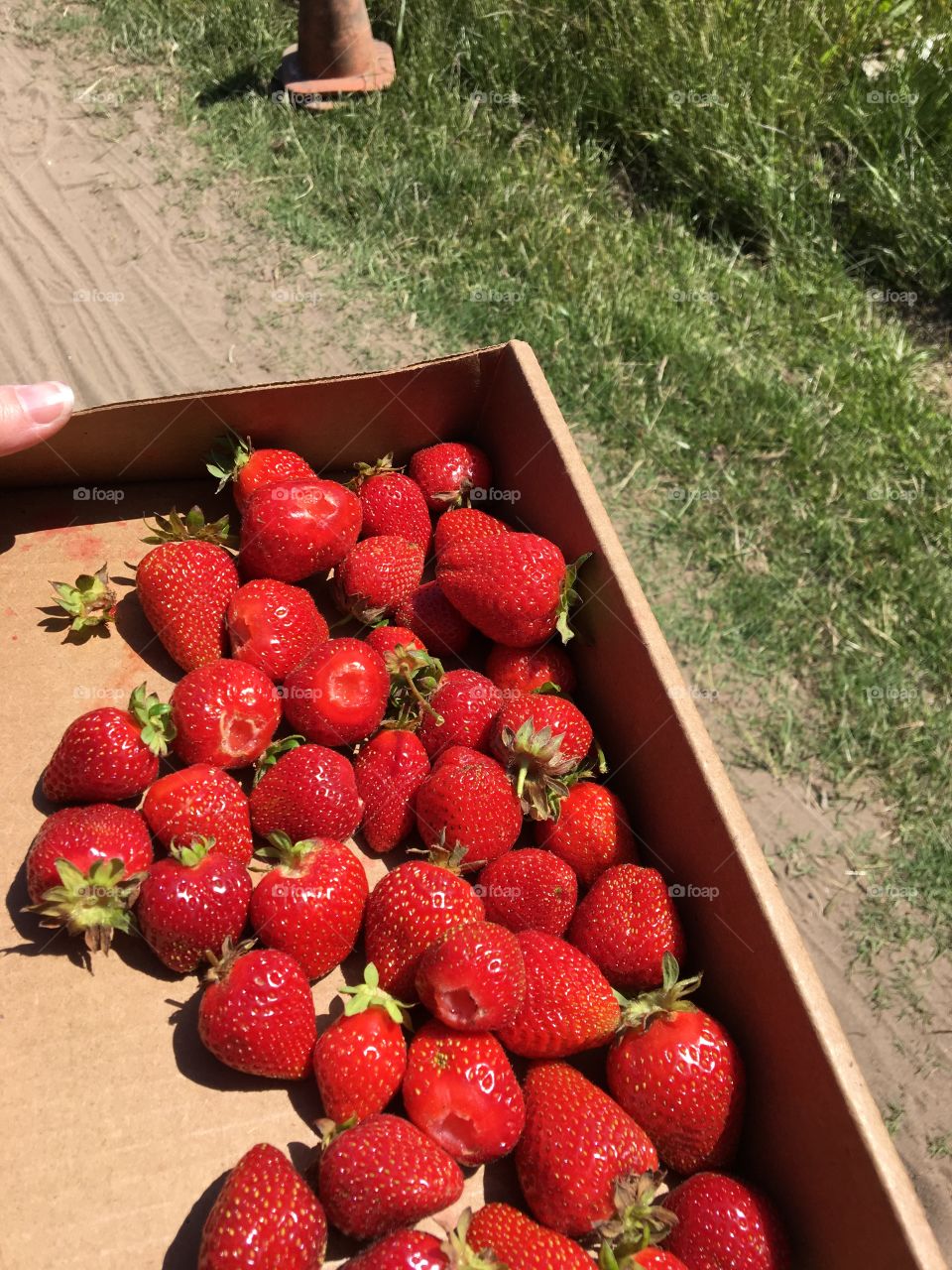 Picking out farm fresh red strawberries on a beautiful sunny day