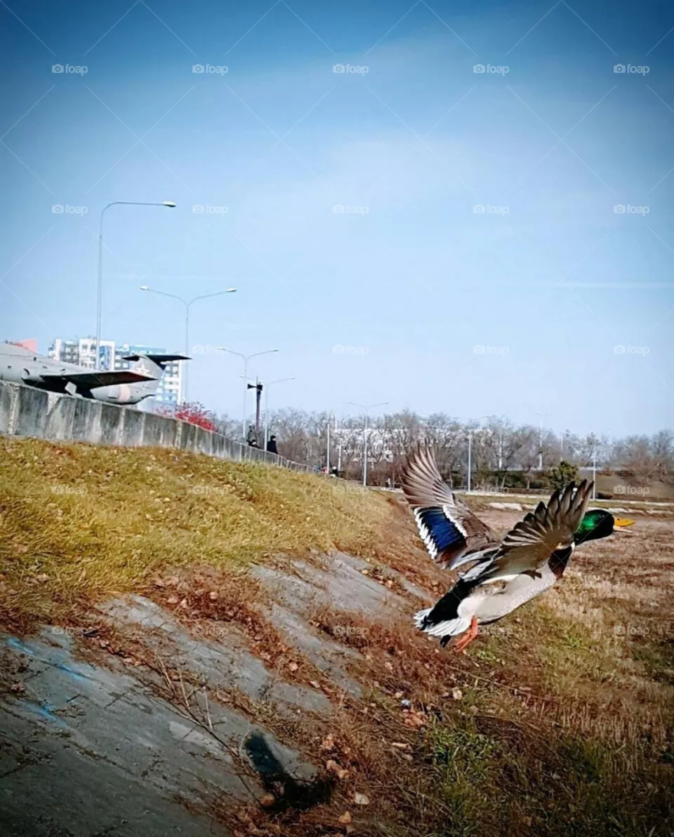 duck