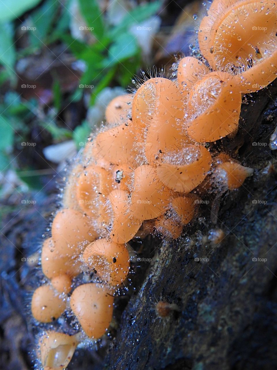 cookeina tricholoma in the rain forest