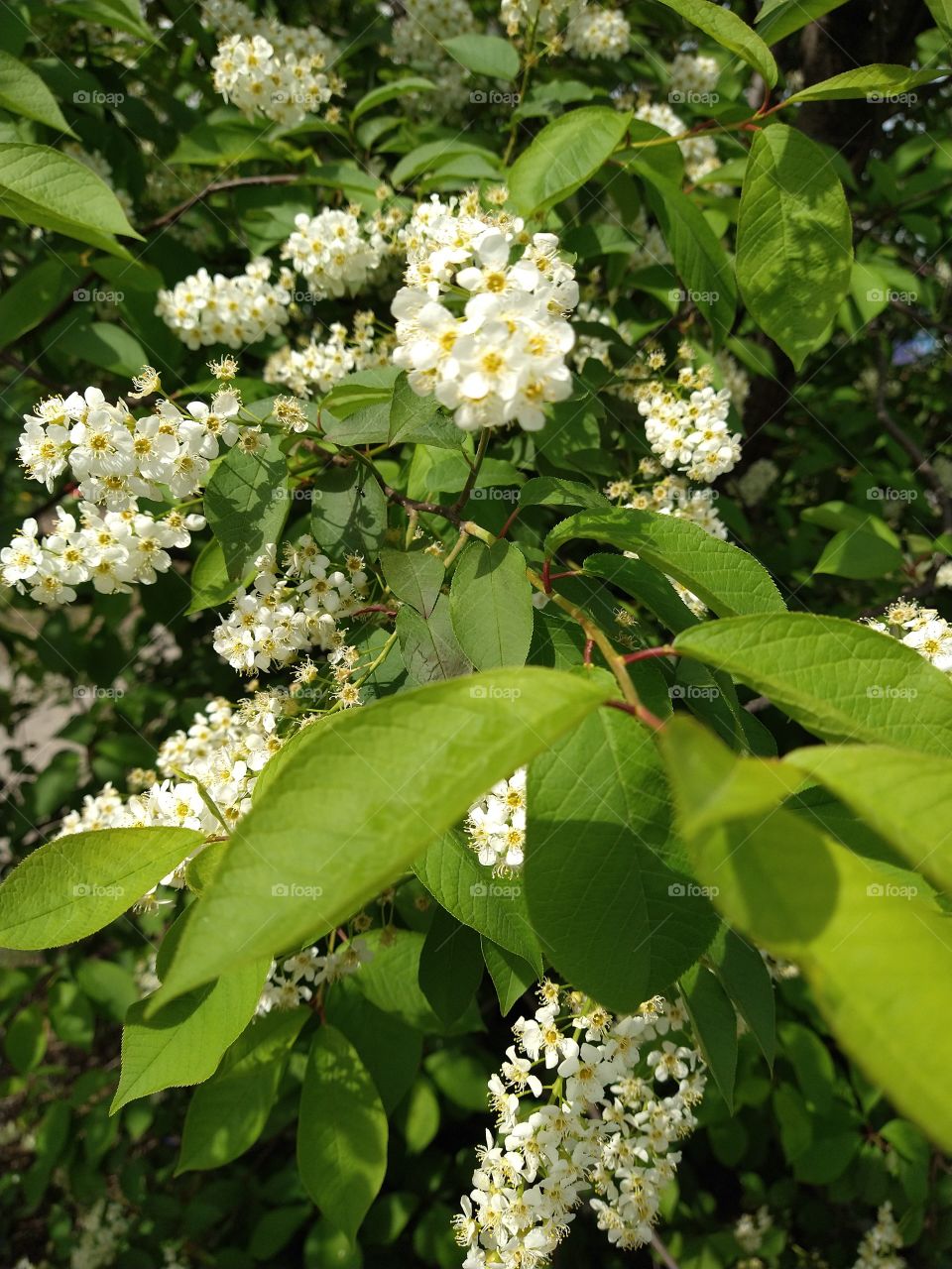 Tree bloom -Prunus species