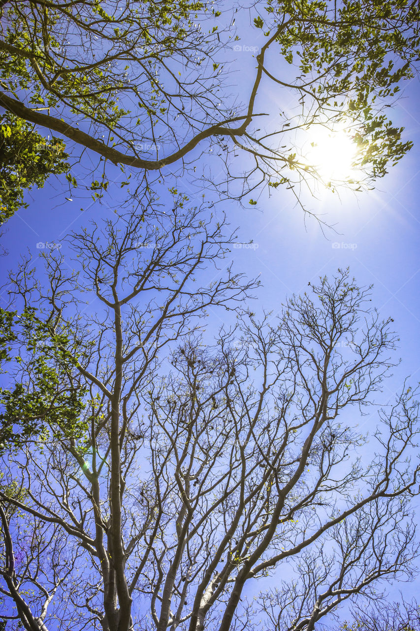 Forest tree and sunlight with blue sky background