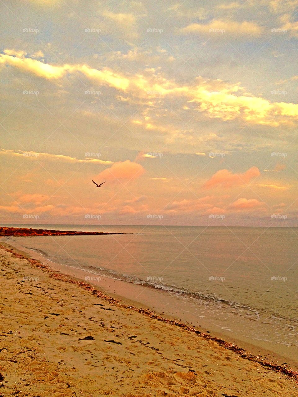 Seagull at Sunset