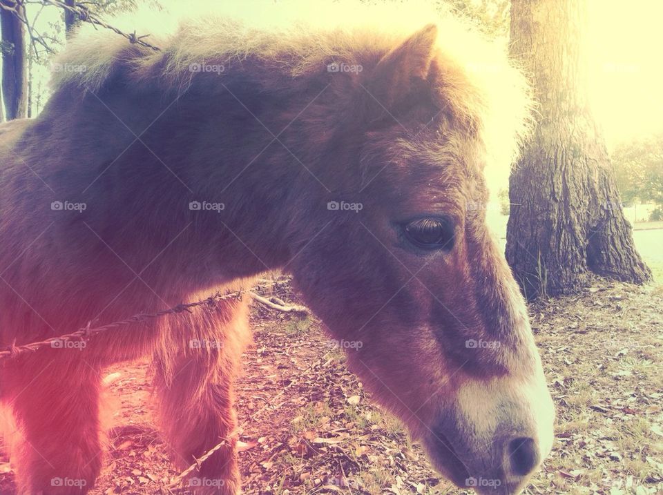 Scruffy Pony