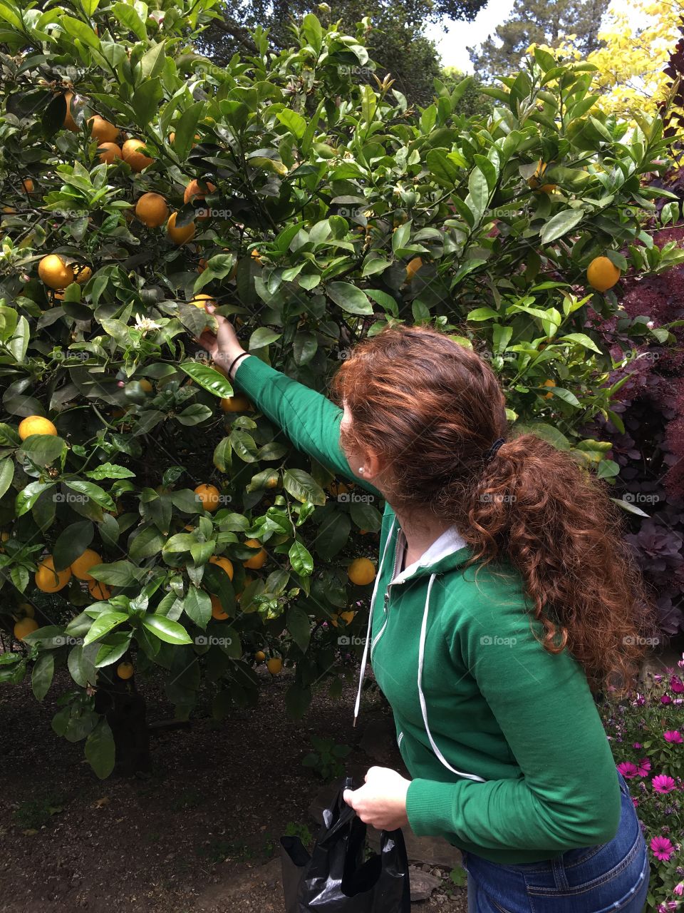 Girl picking lemons from a lemon tree 