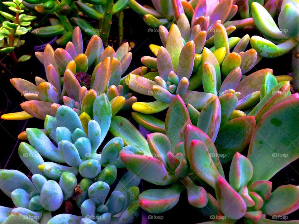 Multicolored succulents 