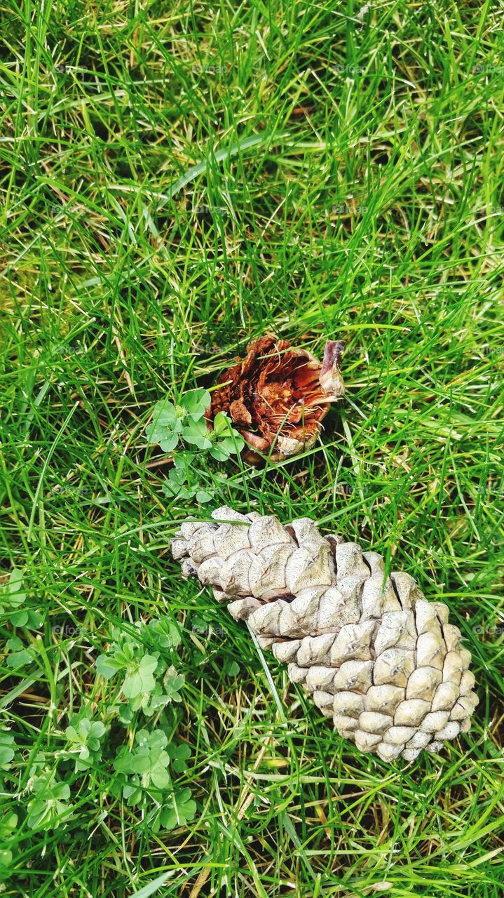 Pinecone in the grass