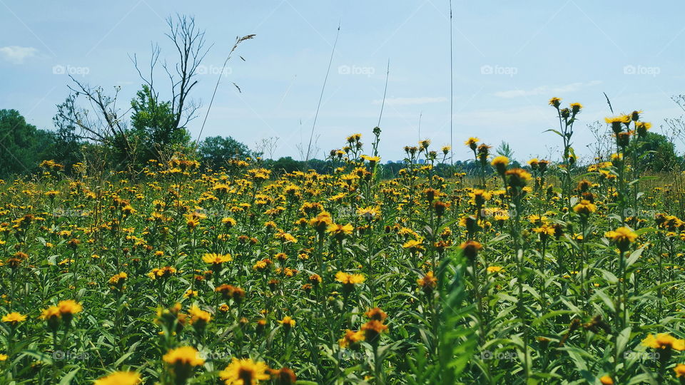 wildflowers in the park of the city of Kiev