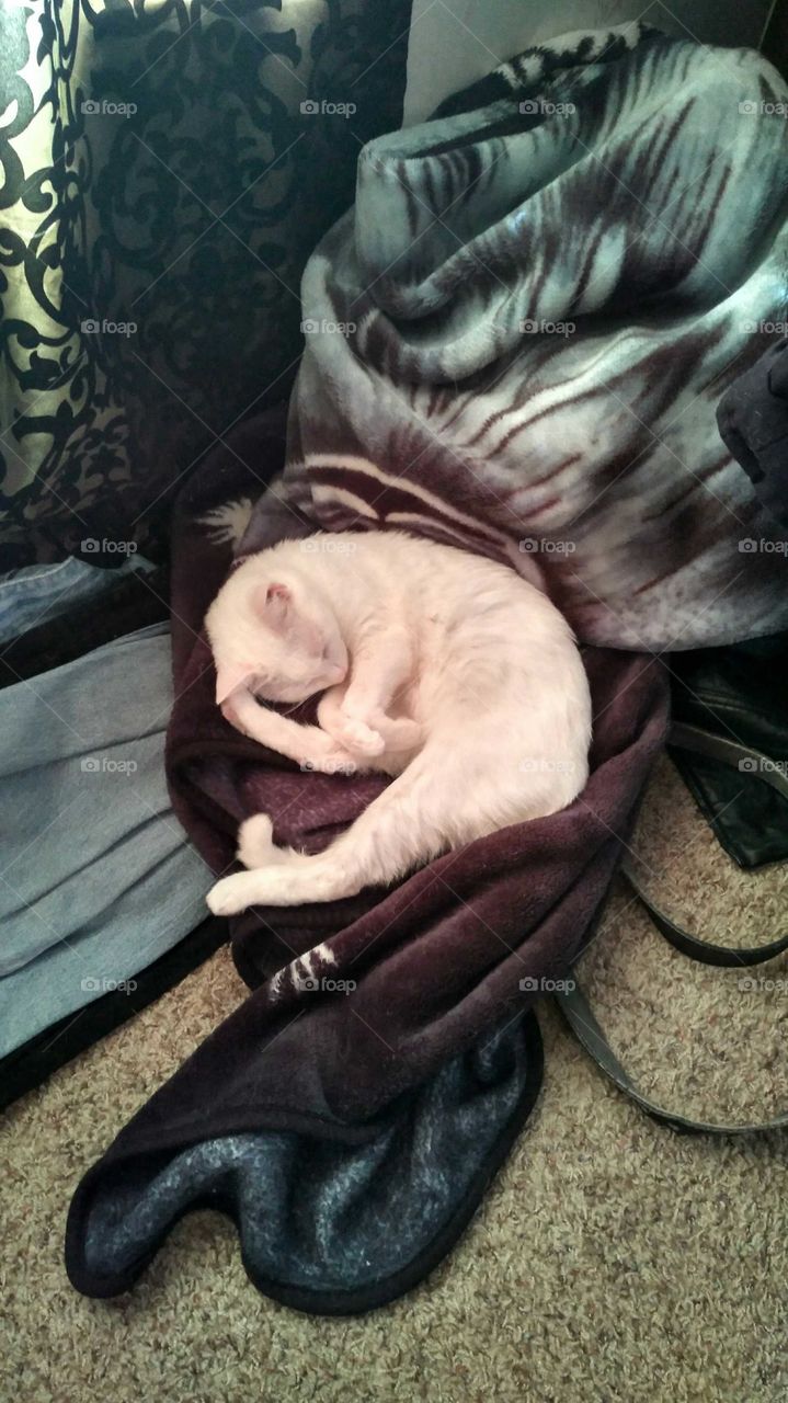 cat sleeping on tiger blanket