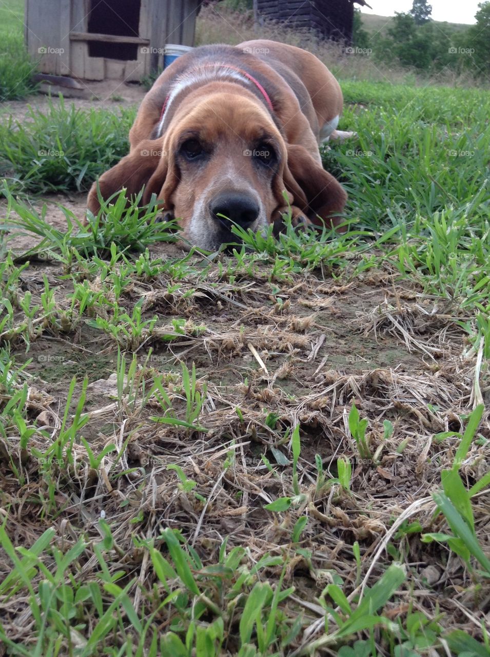 Lazy Basset Hound. Basset hound lazing on a summer day.
