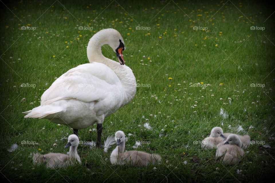 spring swan signets ugly duckling by leonbritton123