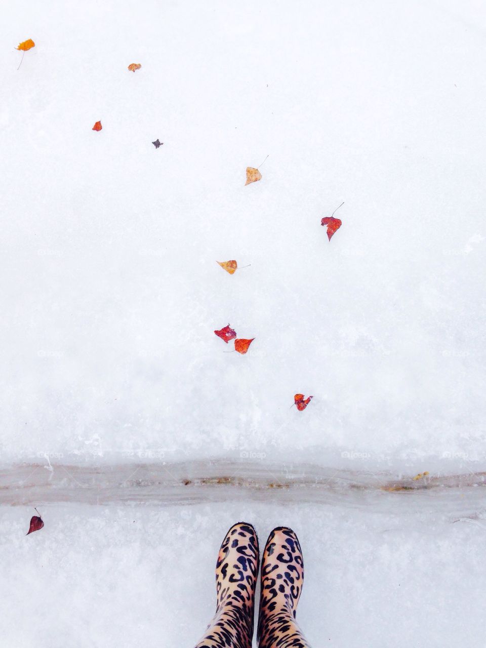 Bright leafs at the white snow 