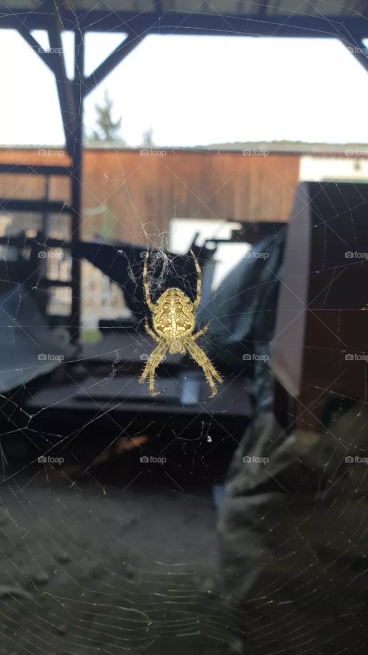 Spinne