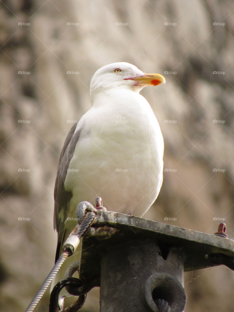 seagull