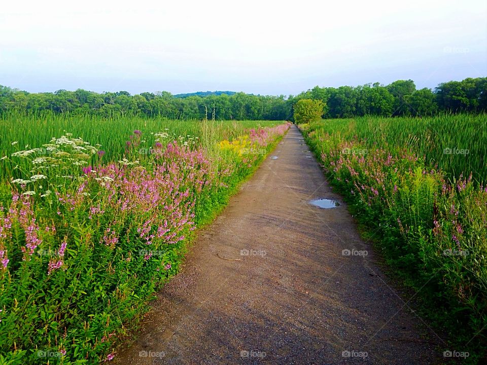 Path between the garden