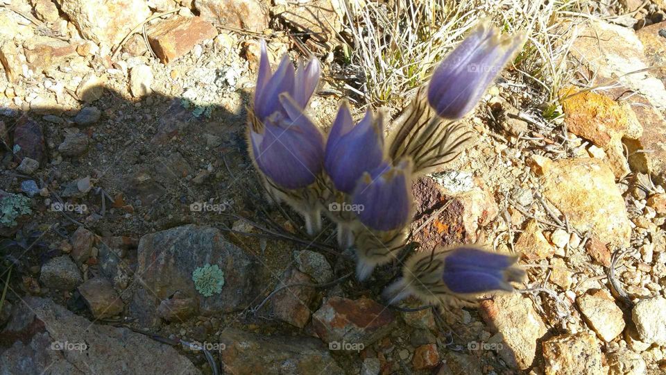 Flowers on the trail