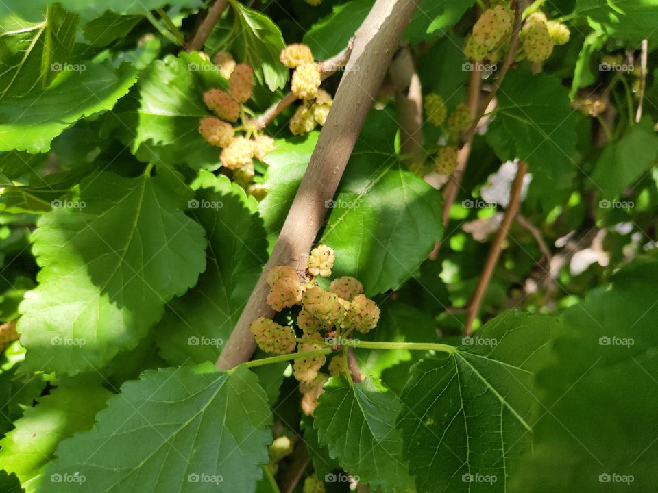 green mulberry on the branch
